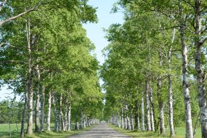 景観整備及び環境対策のための事業